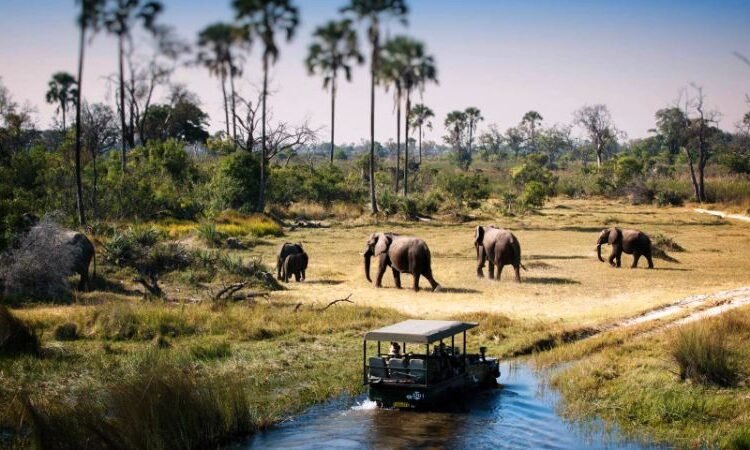 GameDrivesinTarangireNationalParkssx